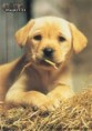 /album/fotogaleria/labrador-jpg/
